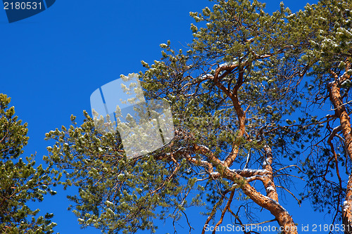 Image of Crohn pine on a background of blue sky