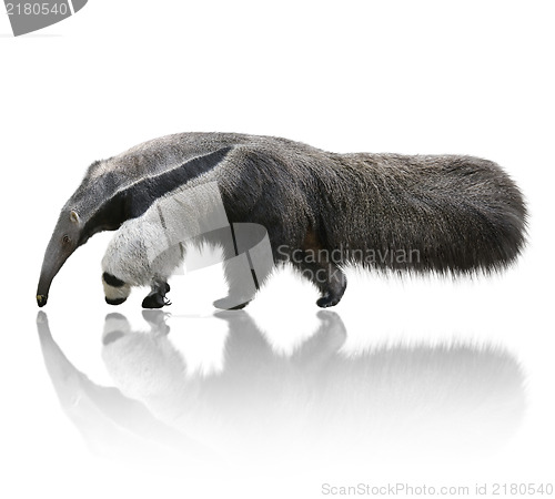 Image of Giant Anteater