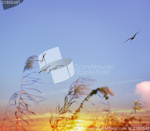 Image of Tropical Sunset And Birds