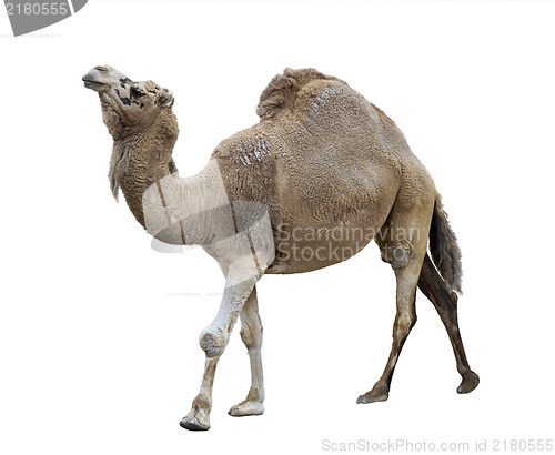 Image of Single-Humped Camel