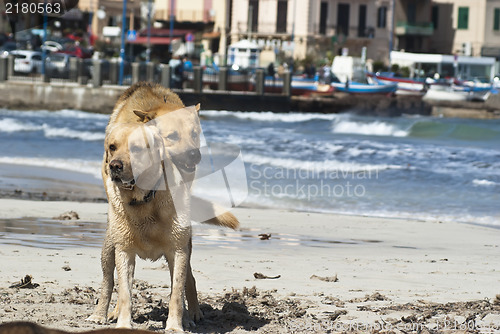 Image of two dogs mating.