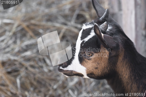 Image of portrait of a young goat