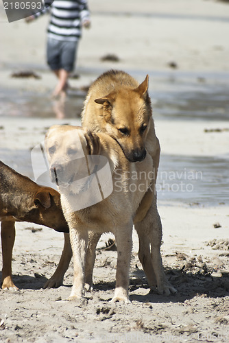 Image of two dogs mating.