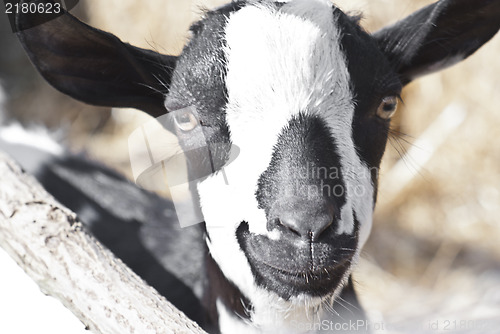 Image of portrait of a black and white goat.