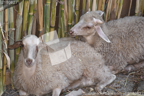 Image of two sheep, with the background of a cane