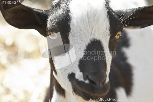 Image of portrait of a black and white goat.