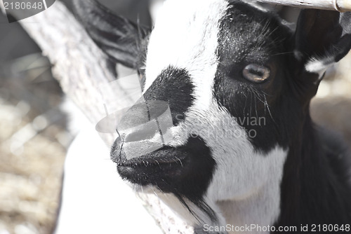 Image of portrait of a black and white goat.