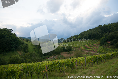 Image of Alsace landscape and vinewyard