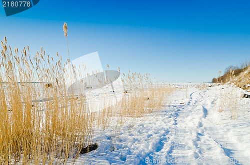 Image of The coast of Baltic sea 