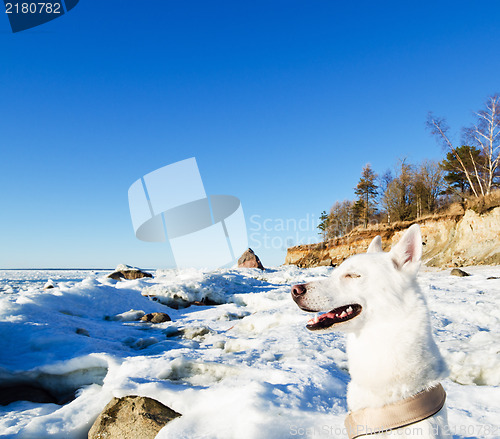 Image of White Husky amid the winter coast of the  Sea