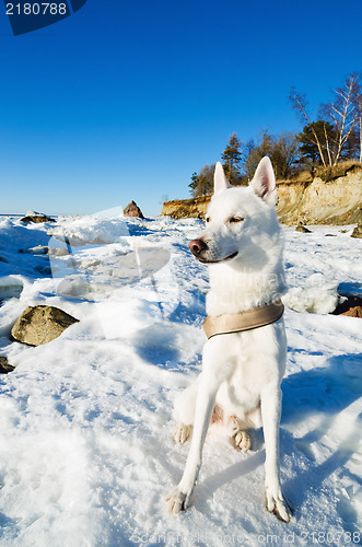 Image of White Husky amid the winter coast of the  Sea