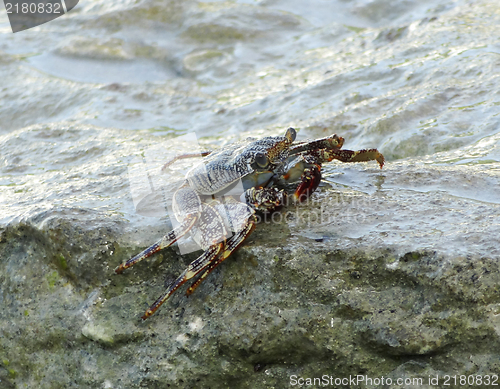 Image of crab and spume