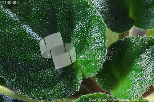 Image of Green and shaggy leaves