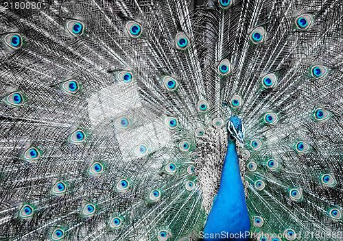 Image of peacock