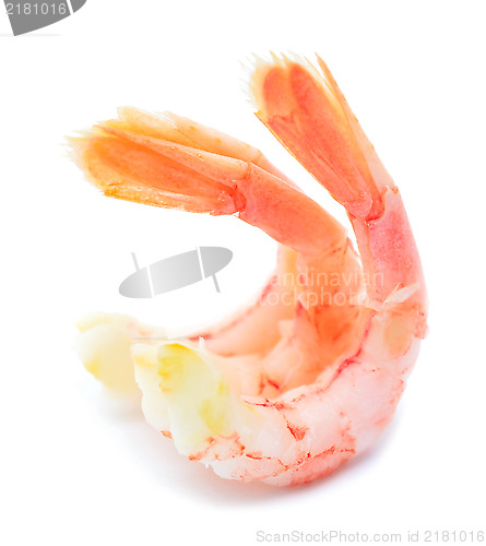 Image of shrimps