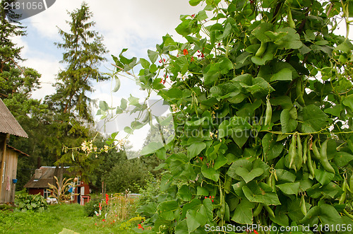 Image of bean legume bush grow rural homestead house garden 