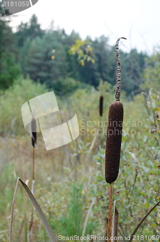 Image of cat tail plant grow forest swamp 