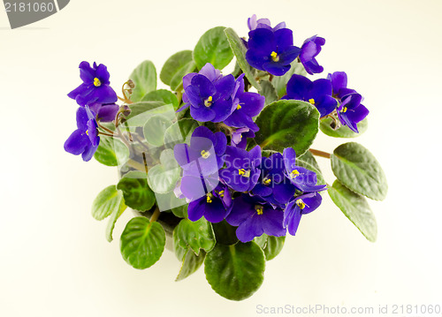 Image of african violet flower and green leaves in pot 