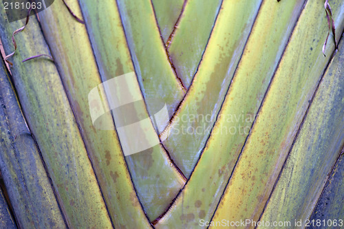 Image of Palm Tree