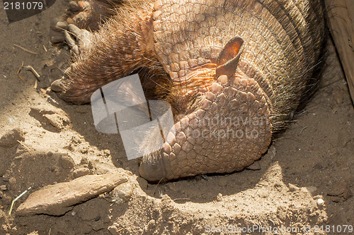 Image of Sleeping armadillo (Chaetophractus villosus)