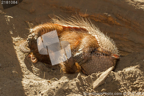 Image of Sleeping armadillo (Chaetophractus villosus)