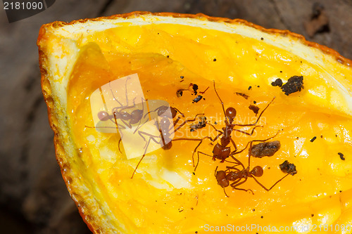 Image of Leaf cutter ant