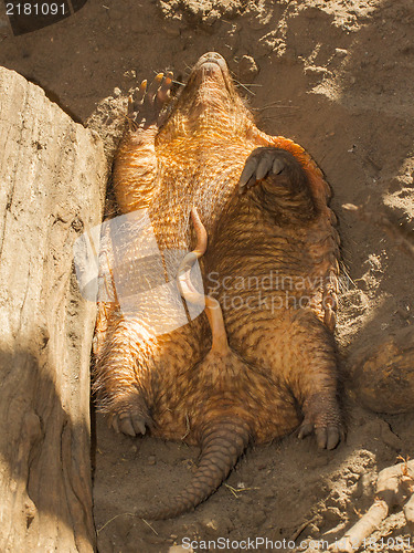 Image of Sleeping armadillo (Chaetophractus villosus)