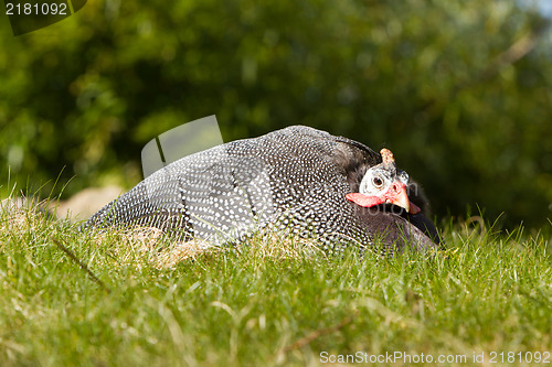 Image of Helmeted Guineafowl (Numida meleagris)