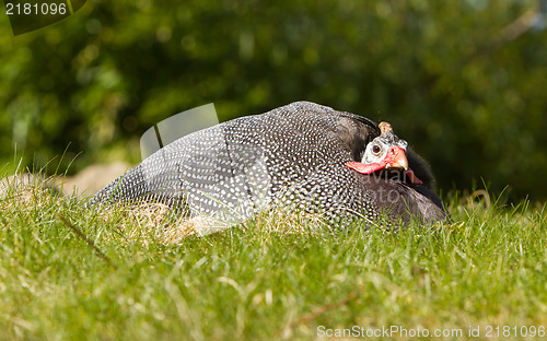 Image of Helmeted Guineafowl (Numida meleagris)