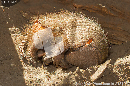 Image of Sleeping armadillo (Chaetophractus villosus)