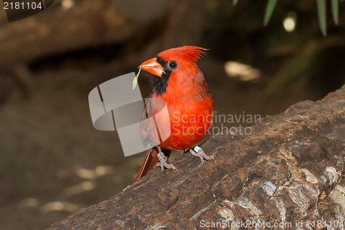 Image of Northern Cardinal in captivity