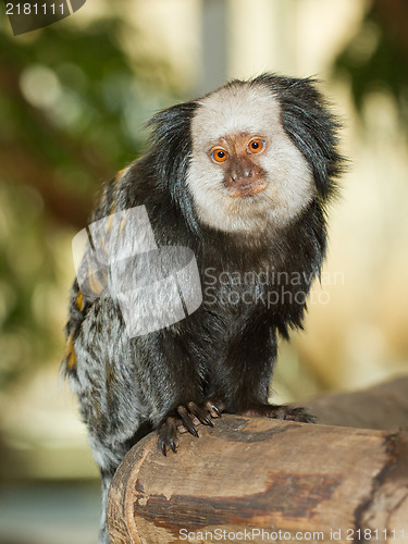 Image of Four Geoffroy's Tufted-eared Marmoset