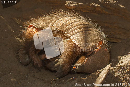 Image of Sleeping armadillo (Chaetophractus villosus)