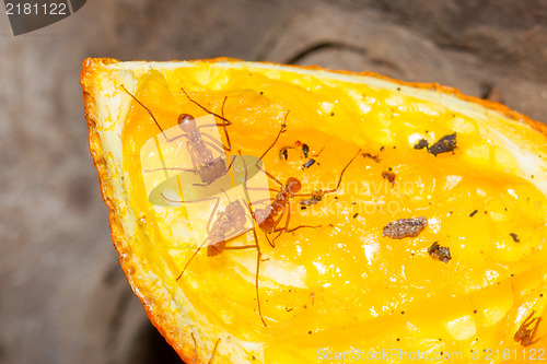 Image of Leaf cutter ant