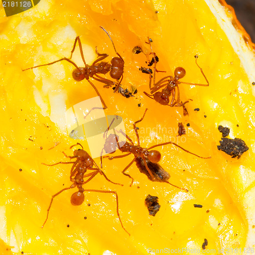 Image of Leaf cutter ant