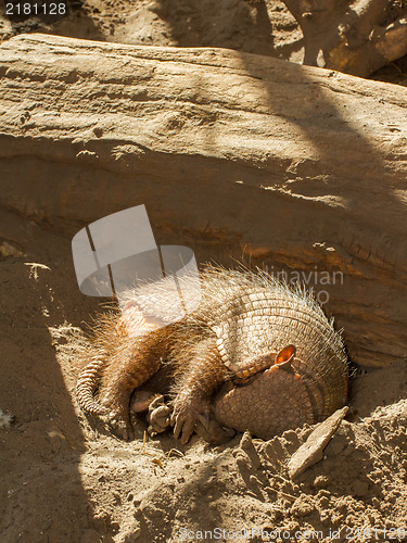 Image of Sleeping armadillo (Chaetophractus villosus)