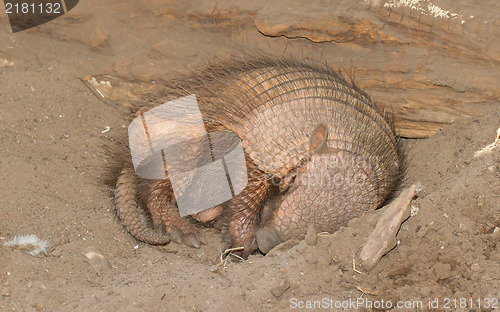 Image of Sleeping armadillo (Chaetophractus villosus)