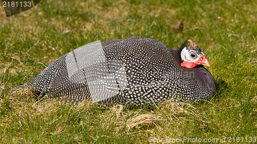 Image of Helmeted Guineafowl (Numida meleagris)