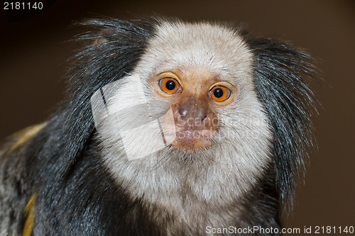 Image of Four Geoffroy's Tufted-eared Marmoset