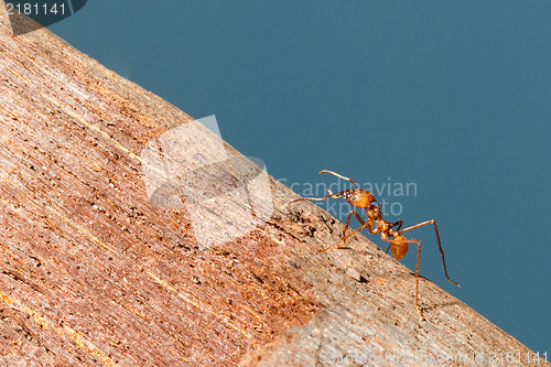 Image of Leaf cutter ant