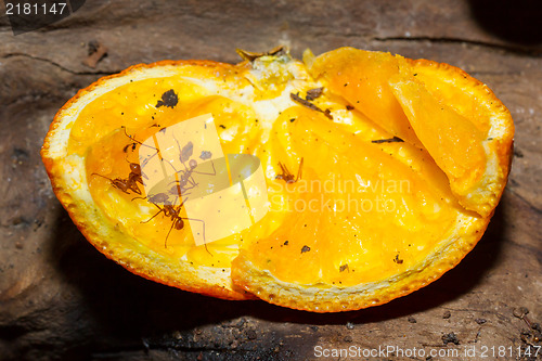 Image of Leaf cutter ant