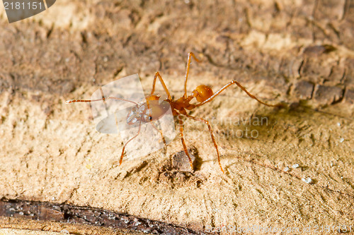 Image of Leaf cutter ant