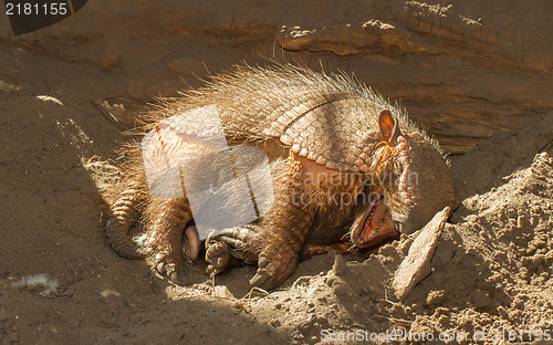 Image of Sleeping armadillo (Chaetophractus villosus)