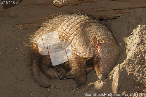 Image of Sleeping armadillo (Chaetophractus villosus)
