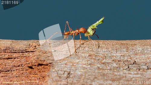 Image of Leaf cutter ant
