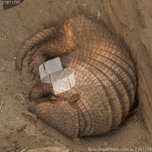 Image of Sleeping armadillo (Chaetophractus villosus)