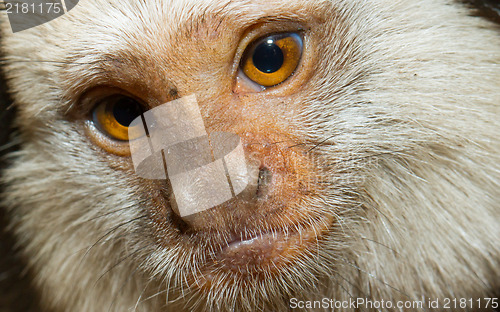 Image of Four Geoffroy's Tufted-eared Marmoset