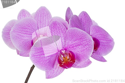 Image of Orchid isolated