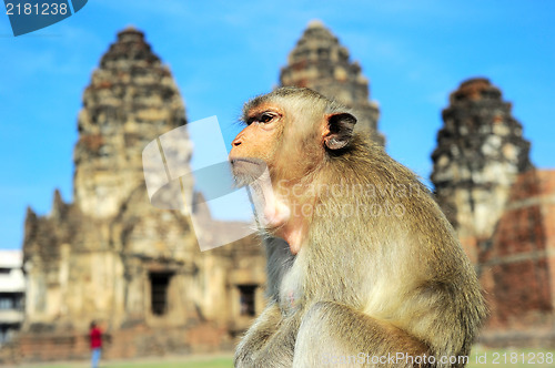 Image of Monkey portrait