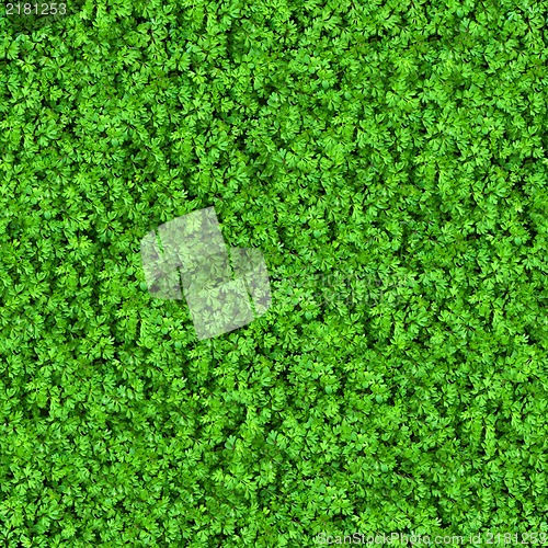 Image of Green Meadow Grass. Seamless Texture.